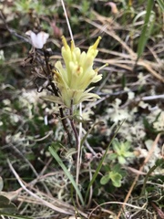 Castilleja hyperborea