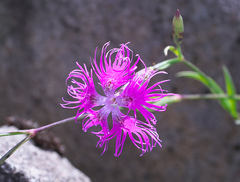 Dianthus superbus superbus
