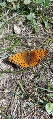 Argynnis jainadeva