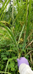 Cyperus nutans