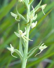 Platanthera sachalinensis