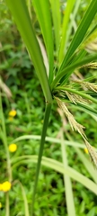Cyperus nutans