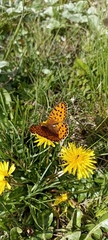 Argynnis jainadeva