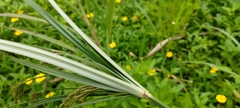 Cyperus nutans