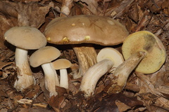 Boletus pallidus image