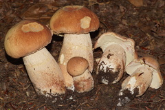 Boletus subcaerulescens