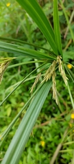 Cyperus nutans