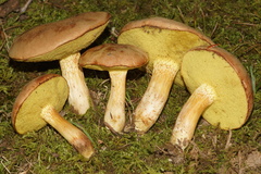 Xerocomus tenax