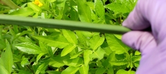 Cyperus nutans