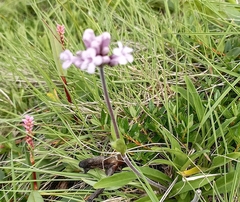 Nardostachys jatamansi