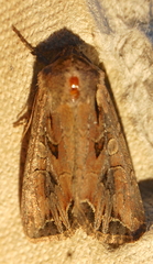 Lacanobia subjuncta