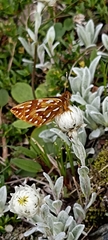 Issoria mackinnonii