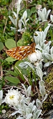 Issoria mackinnonii
