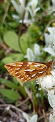 Issoria mackinnonii