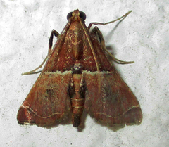 Endotricha consobrinalis