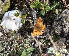 Issoria mackinnonii