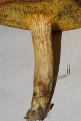 Xerocomus tenax
