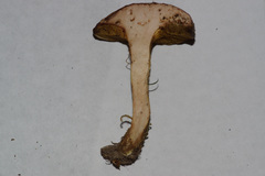 Xerocomus tenax