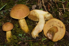 Aureoboletus roxanae