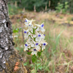 Delphinium leucophaeum