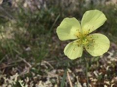 Papaver macounii discolor