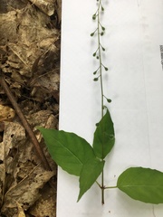 Circaea canadensis quadrisulcata