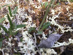 Papaver macounii discolor