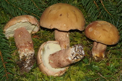 Boletus subcaerulescens