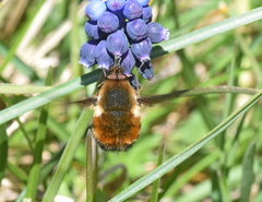 Bombylius discolor