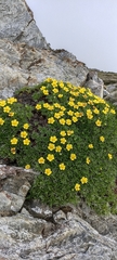 Potentilla biflora