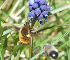 Bombylius discolor