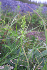 Platanthera sachalinensis