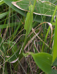 Platanthera sachalinensis