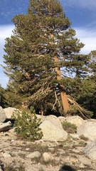 Pinus balfouriana