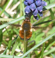 Bombylius discolor