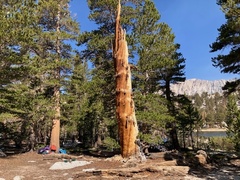 Pinus balfouriana