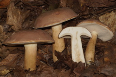 Tylopilus indecisus