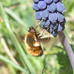 Bombylius discolor