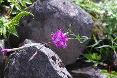 Dianthus superbus superbus
