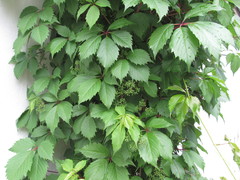 Parthenocissus inserta