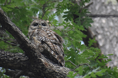 Strix occidentalis lucida