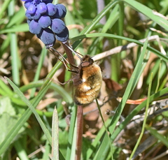 Bombylius discolor