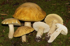 Boletus nobilis