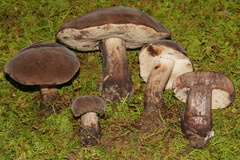 Tylopilus atronicotianus