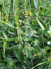 Bupleurum longiradiatum