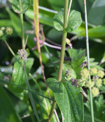 Bupleurum longiradiatum