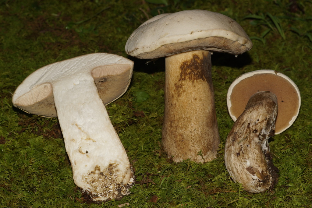 Tylopilus intermedius