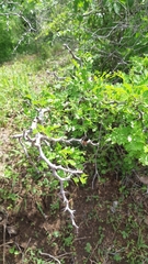 Ebenopsis caesalpinioides