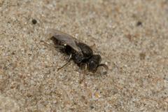 Oxybelus bipunctatus