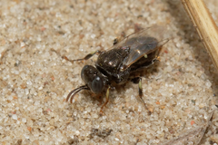 Oxybelus bipunctatus